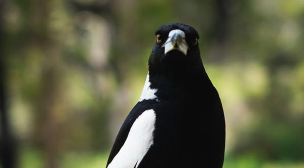 Alien invertebrates of terror & thieving magpies